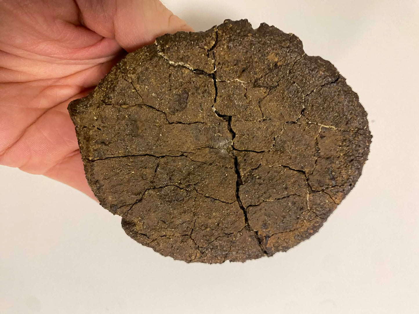 4.4" Ankylosaurus Scute (Judith River)