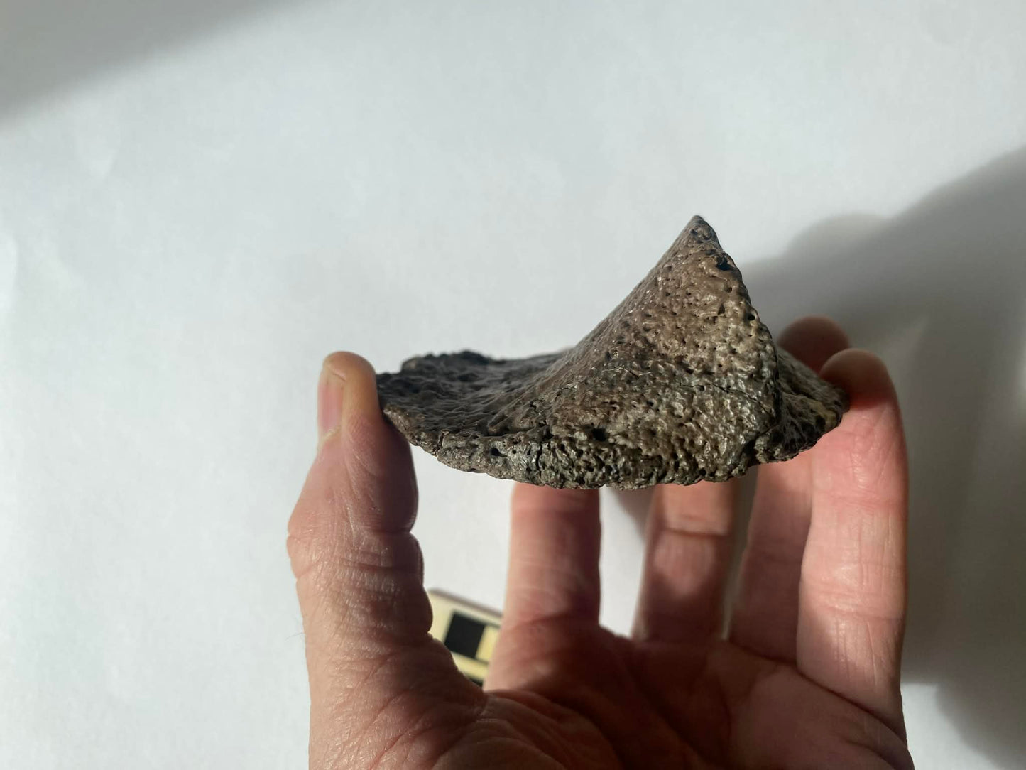4.25" Ankylosaurus Scute (Judith River)