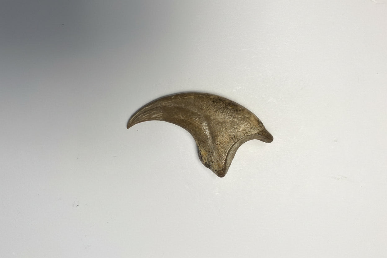 2.16" Dromaeosaurus Kiling Claw (Judith River)