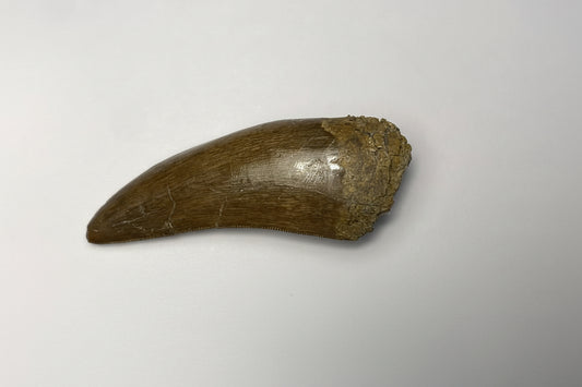 2.75" Tyrannosaurus Rex Tooth (Hell Creek)