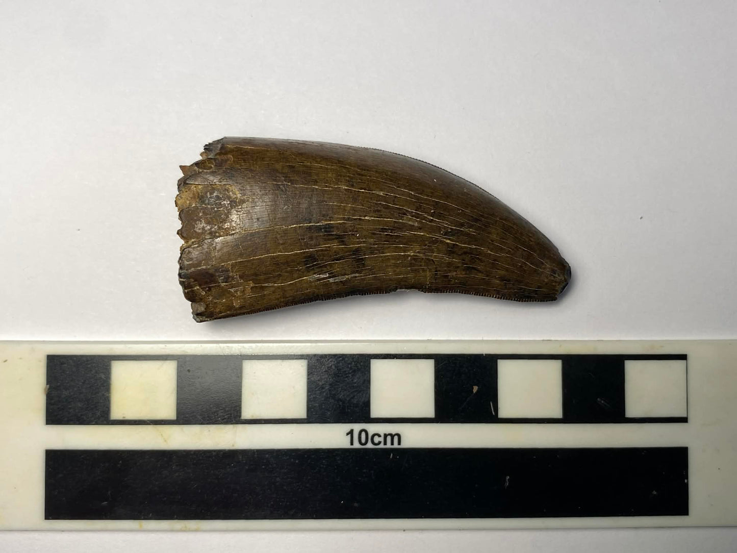 2.375" Tyrannosaur Tooth (Judith River)