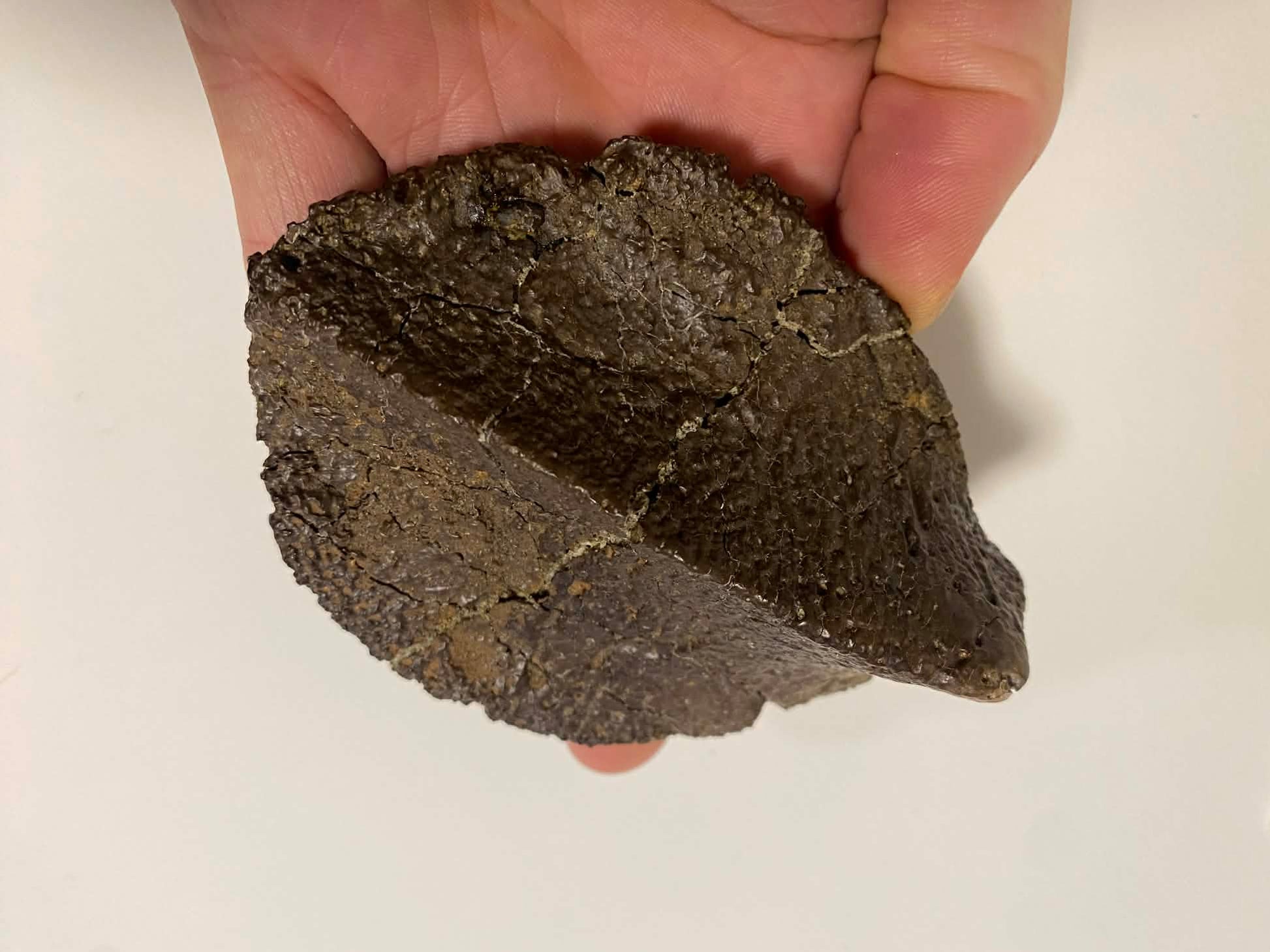 Hand holding a dark brown stone or fossil against a white background