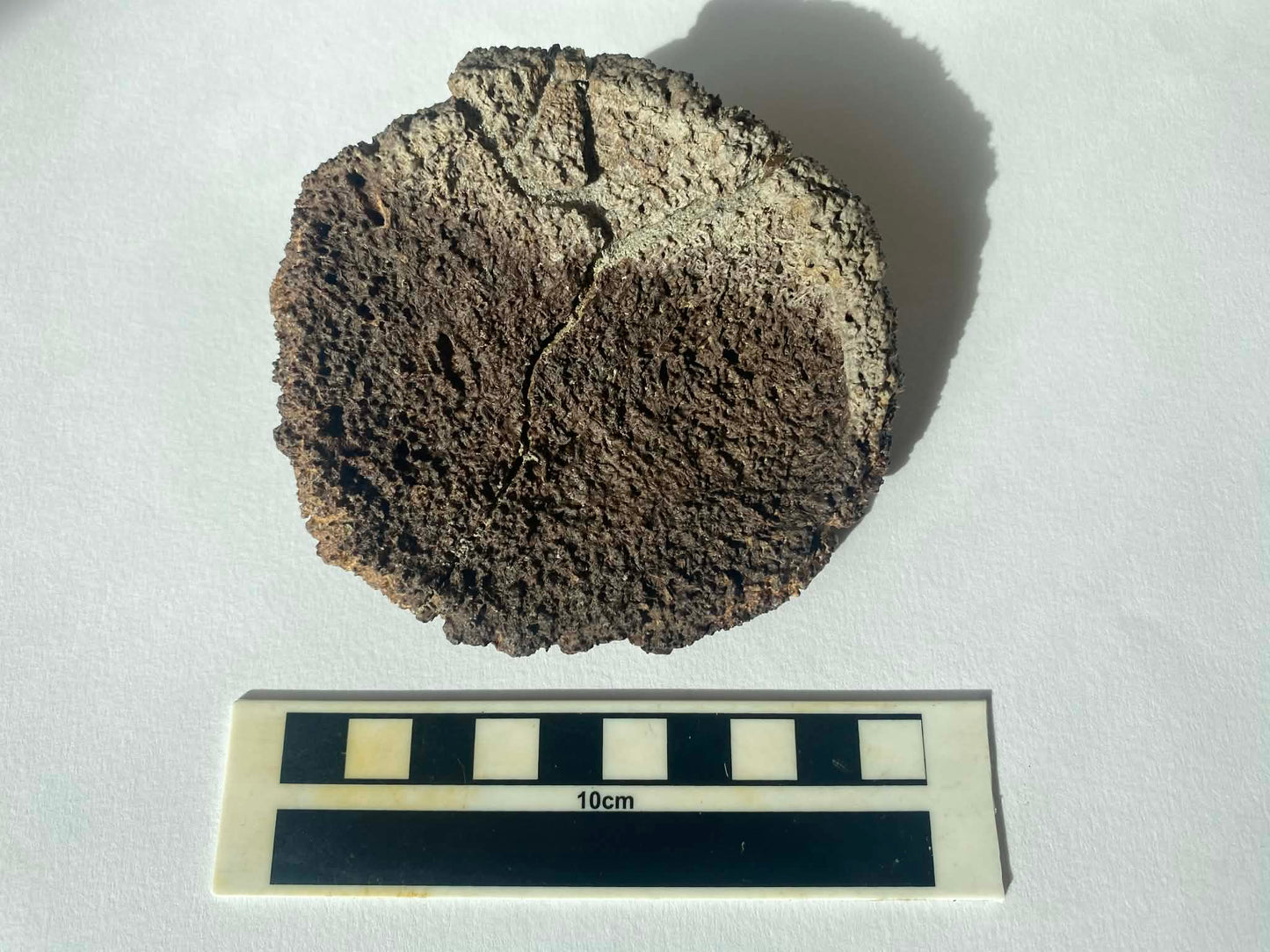 4" Ankylosaurus Scute (Judith River)