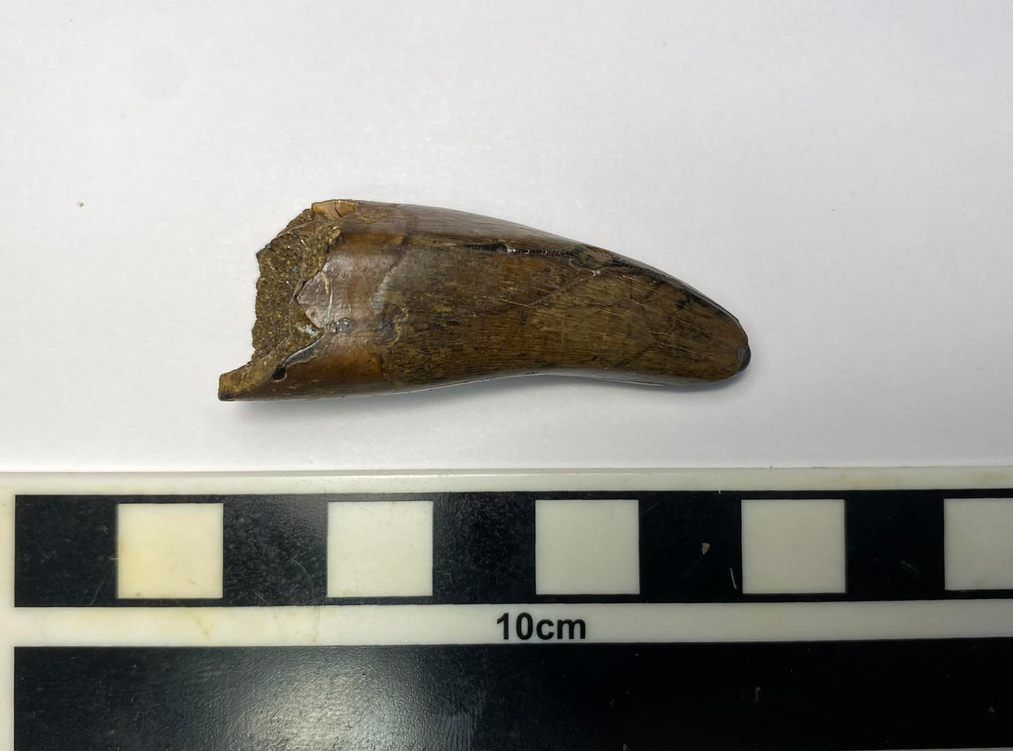 2" Tyrannosaur Tooth (Judith River)