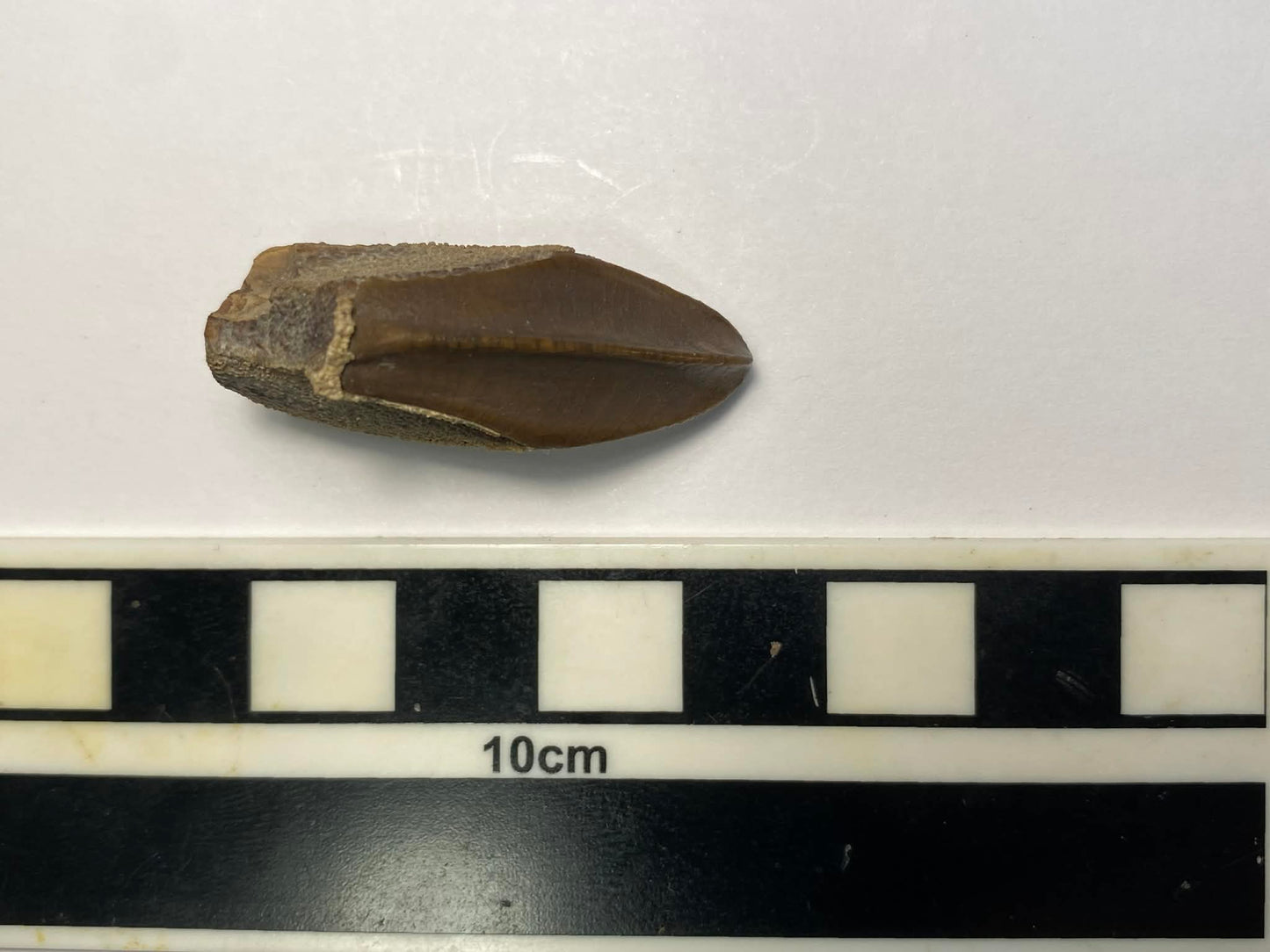 1.375" Hadrosaurus Tooth (Judith River)