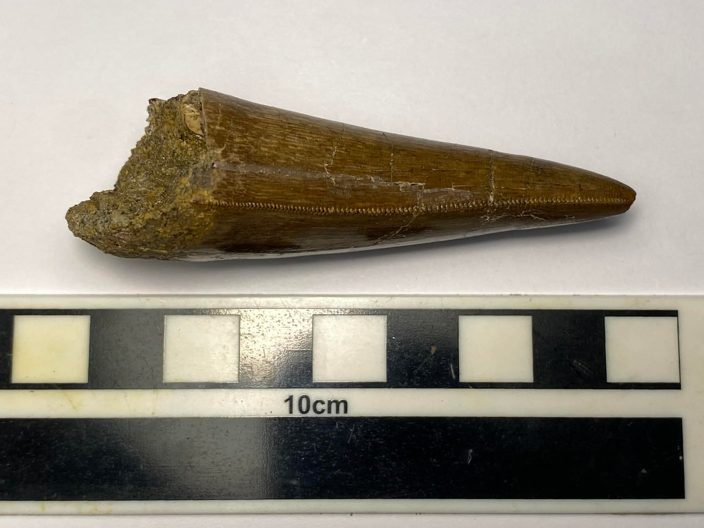 2.75" Tyrannosaurus Rex Tooth (Hell Creek)
