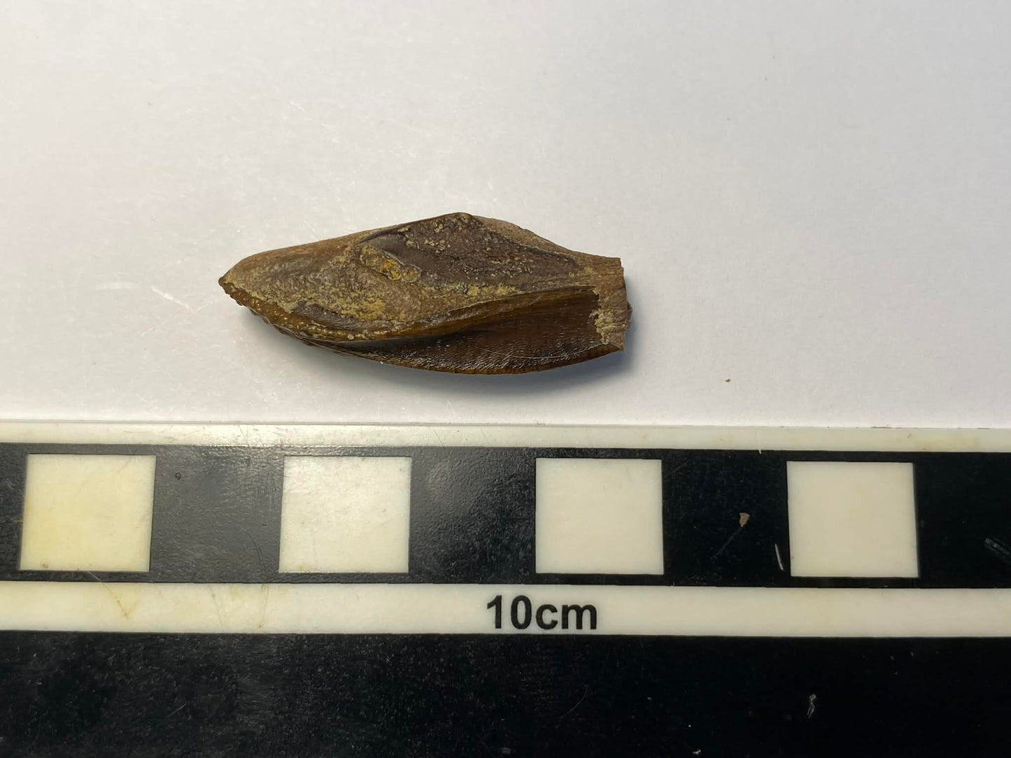 1.25" Hadrosaur Tooth (Judith River)