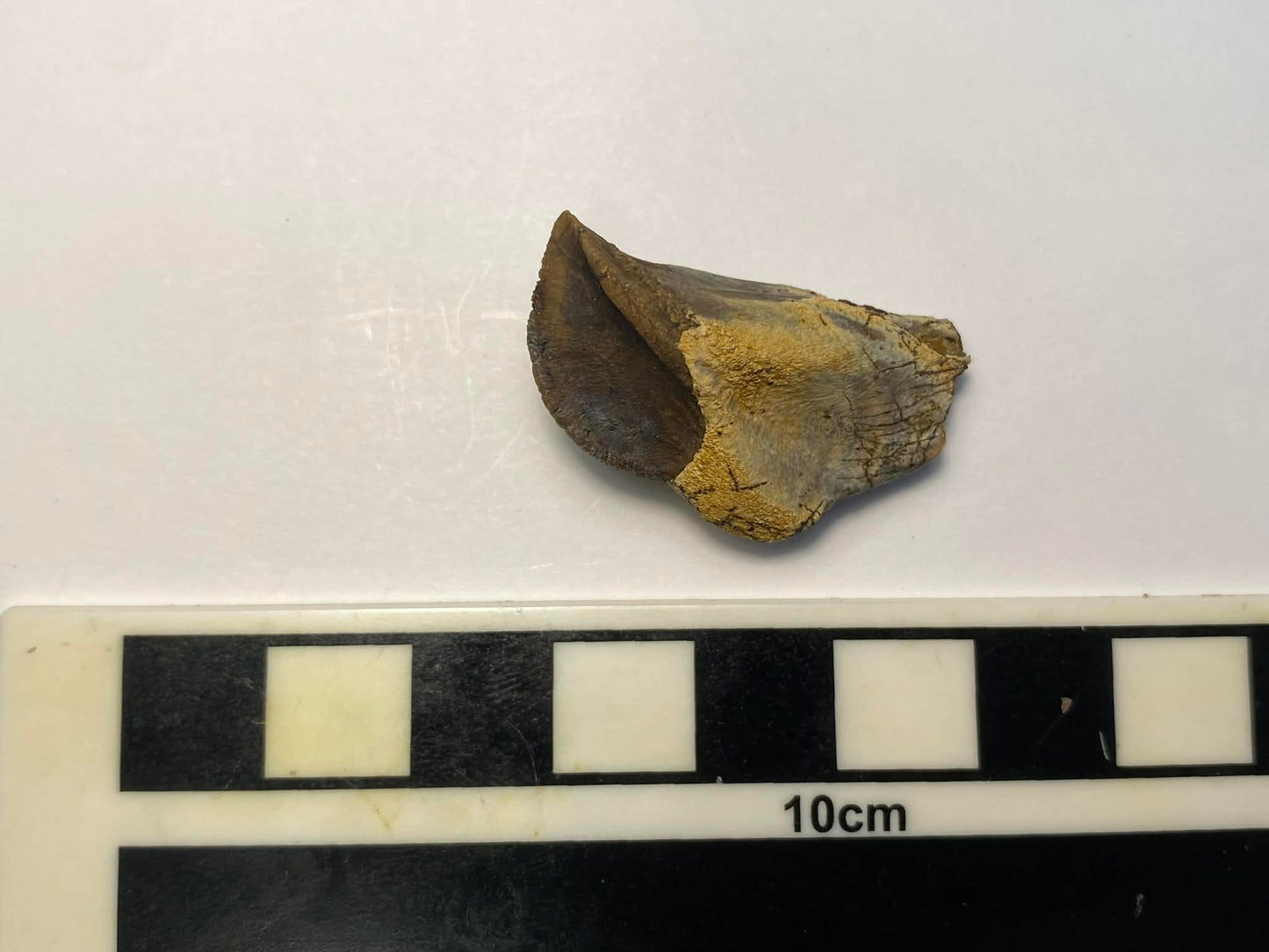 1.25" Ceratopsian Tooth (Judith River)