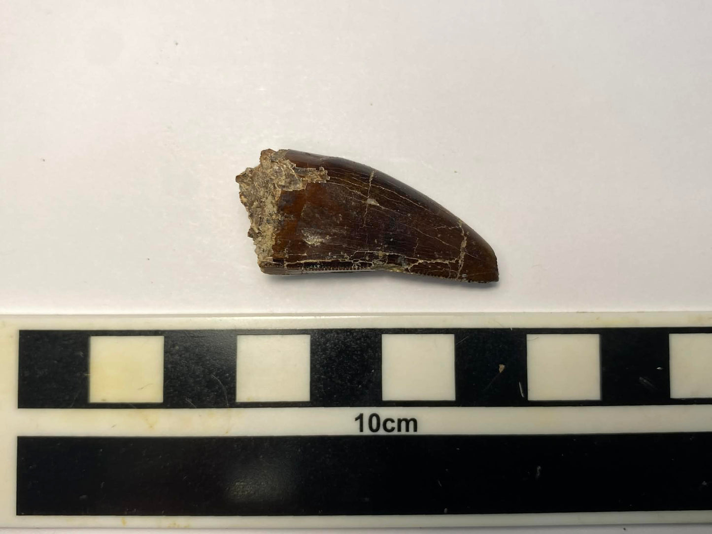 1.5" Tyrannosaur Tooth W/ Cavity (Judith River)