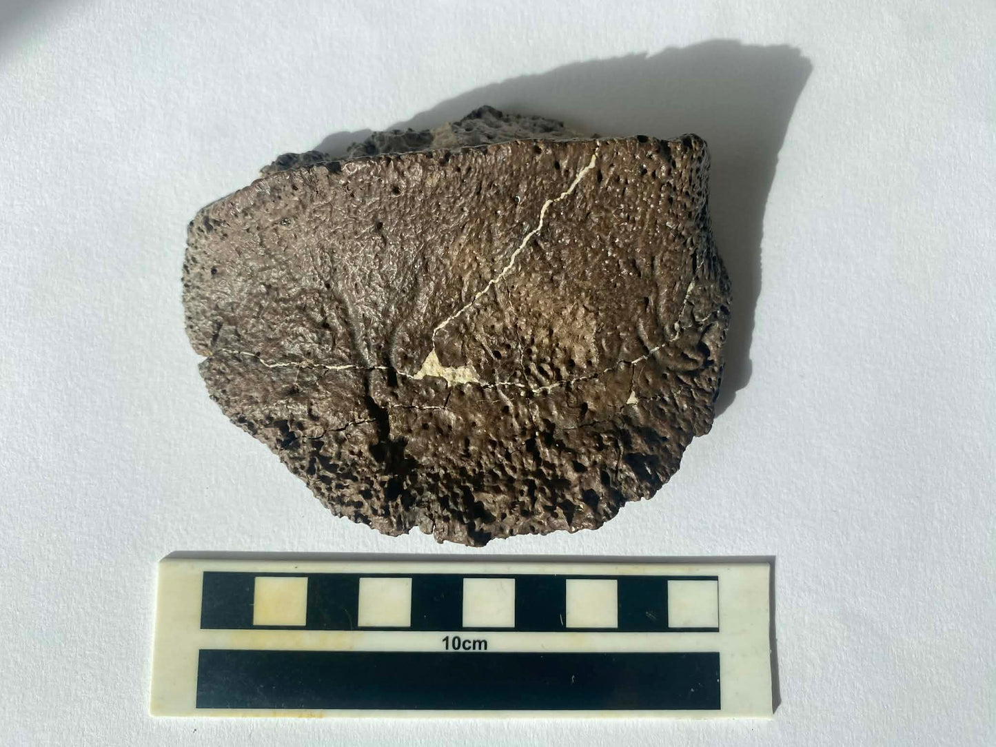 4.25" Ankylosaurus Scute (Judith River)