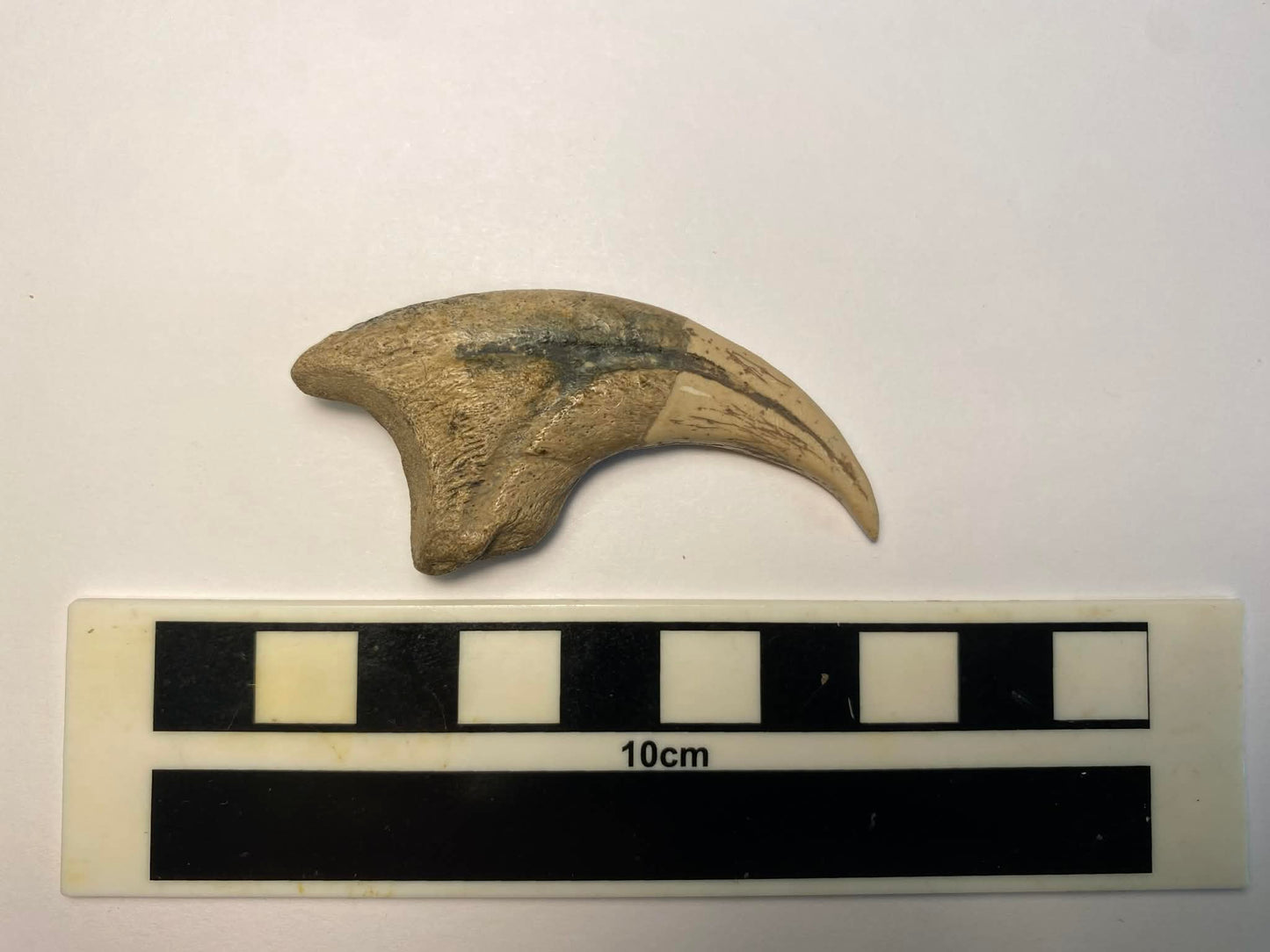 2.25" Dromaeosaurus Killing Claw (Judith River)