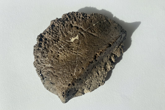 4.25" Ankylosaurus Scute (Judith River)