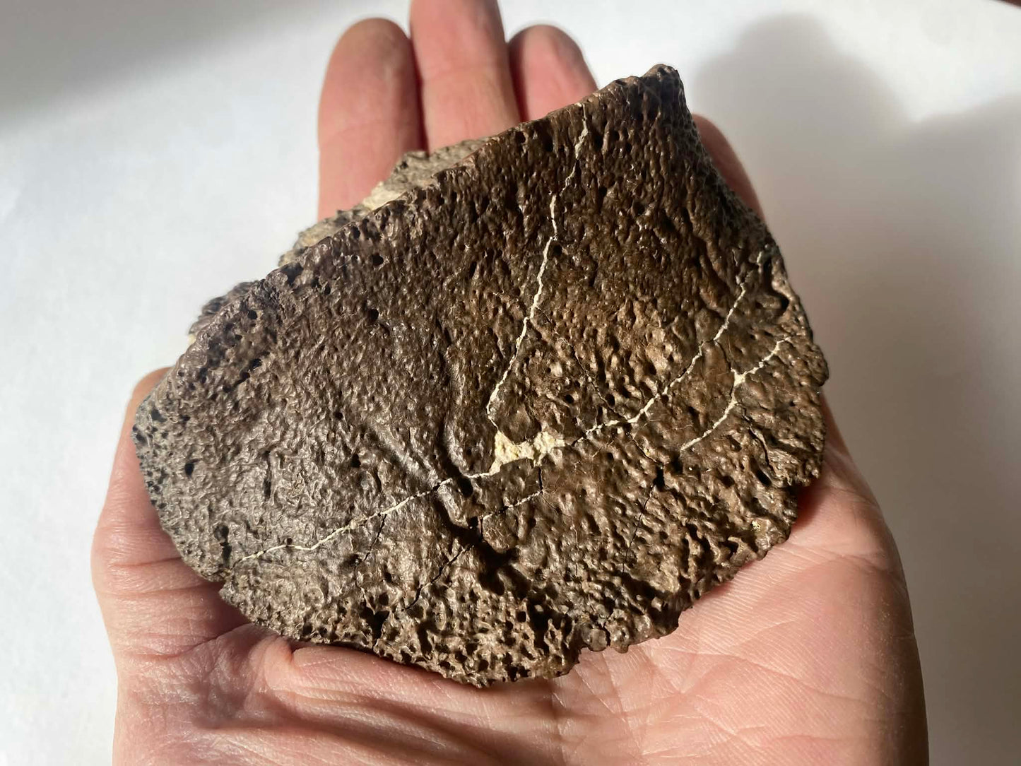 4.25" Ankylosaurus Scute (Judith River)
