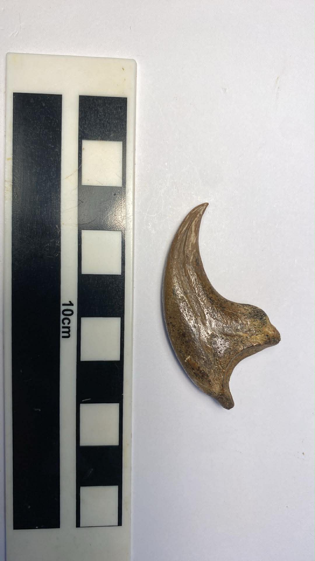 2.16" Dromaeosaurus Kiling Claw (Judith River)