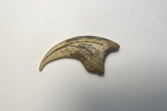 2.25" Dromaeosaurus Killing Claw (Judith River)