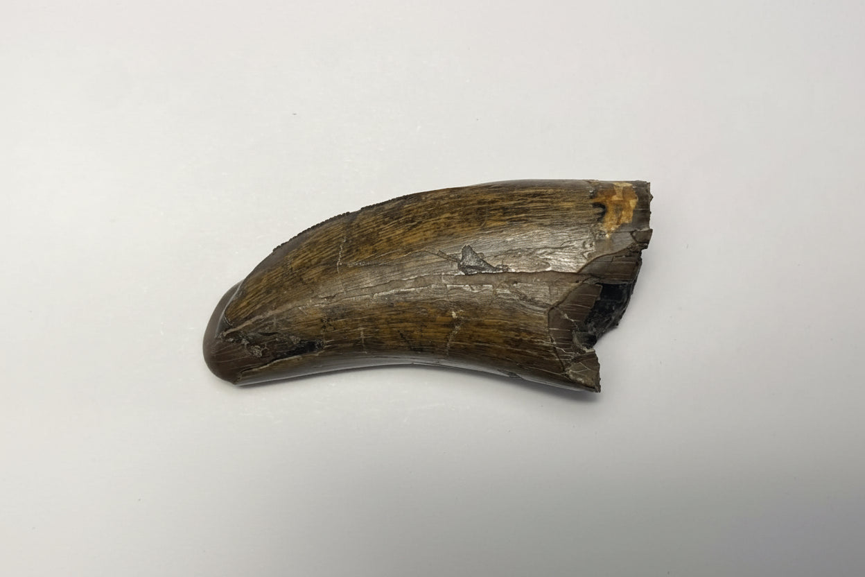 2.25" Tyrannosaur Tooth (Judith River)