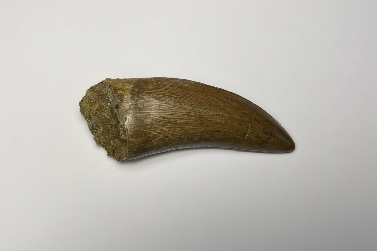 2.75" Tyrannosaurus Rex Tooth (Hell Creek)
