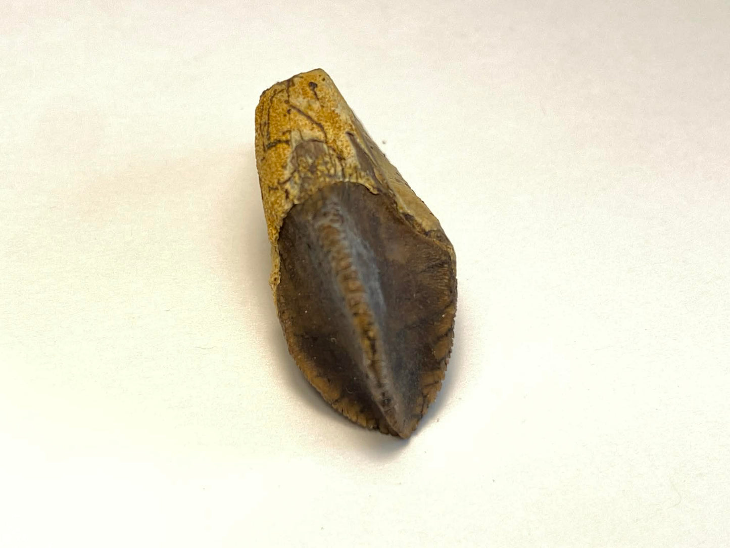 1.25" Ceratopsian Tooth (Judith River)