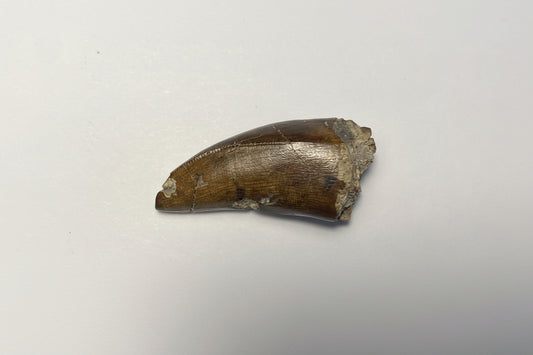1.5" Tyrannosaur Tooth W/ Cavity (Judith River)