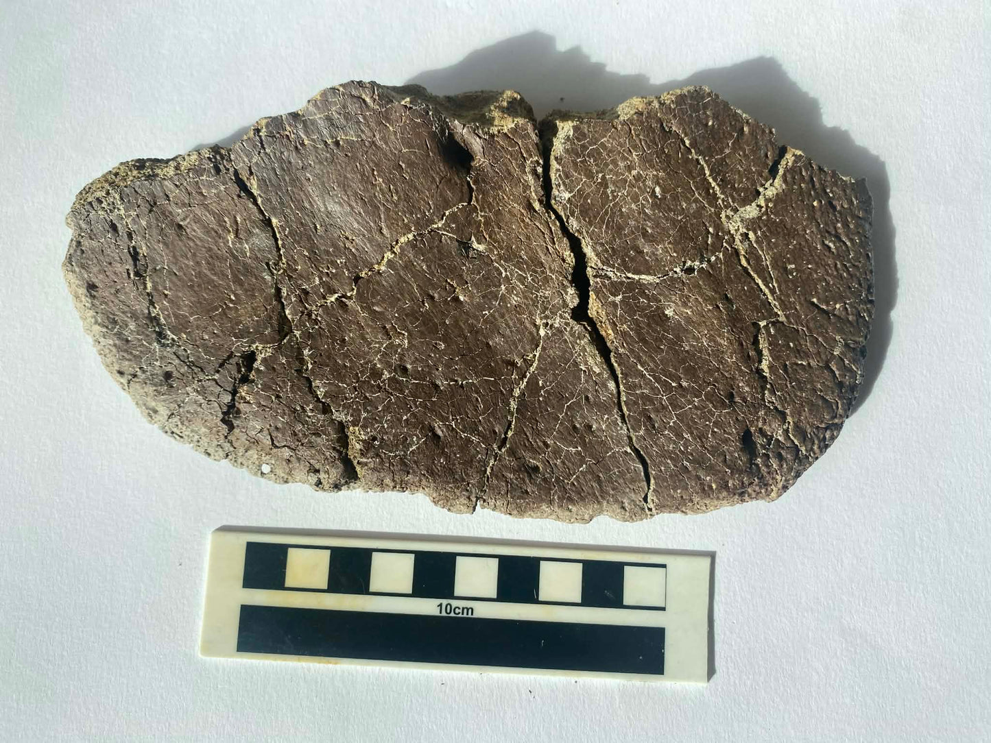 7.85" Ankylosaurus Scute (Judith River)