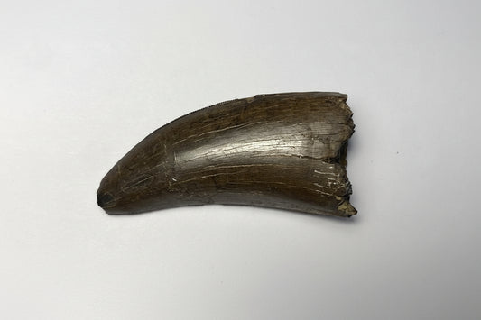2.375" Tyrannosaur Tooth (Judith River)