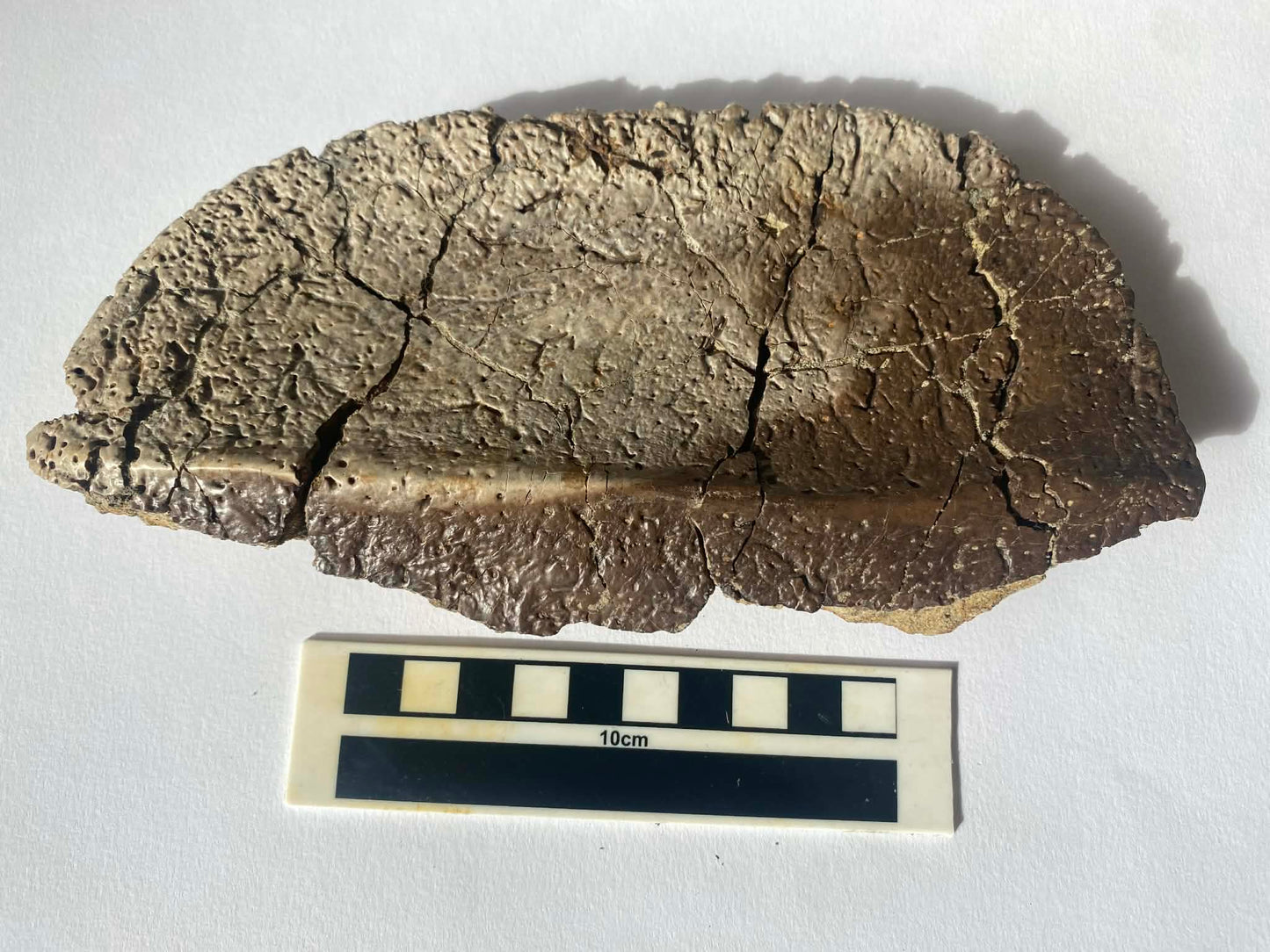 7.85" Ankylosaurus Scute (Judith River)