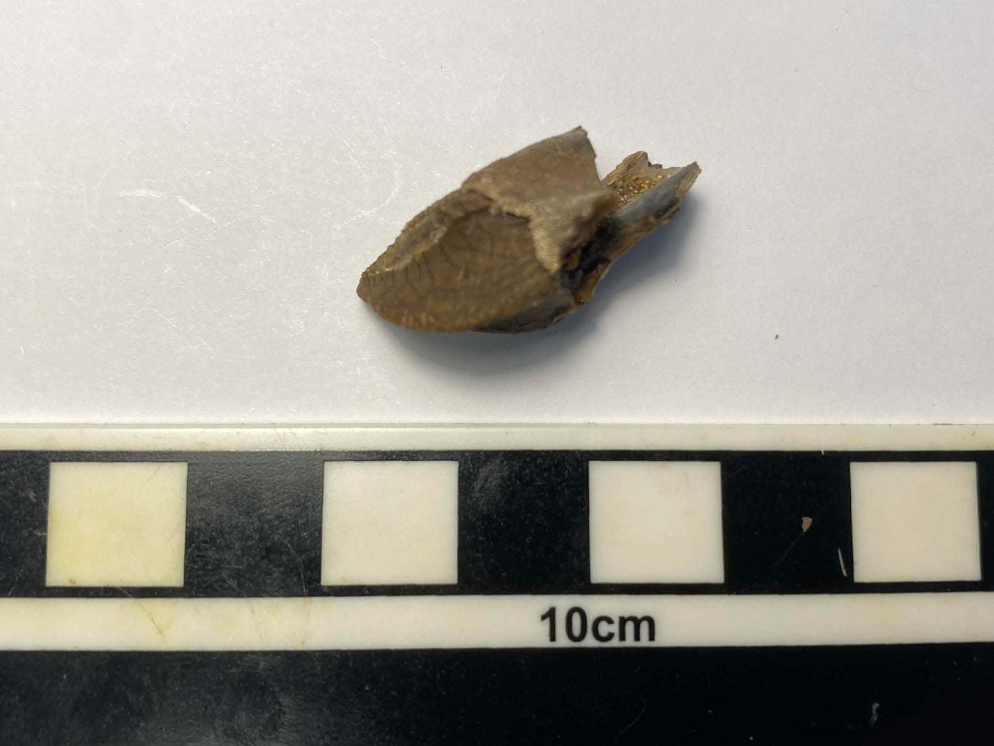 1.06" Ceratopsian Tooth (Judith River)