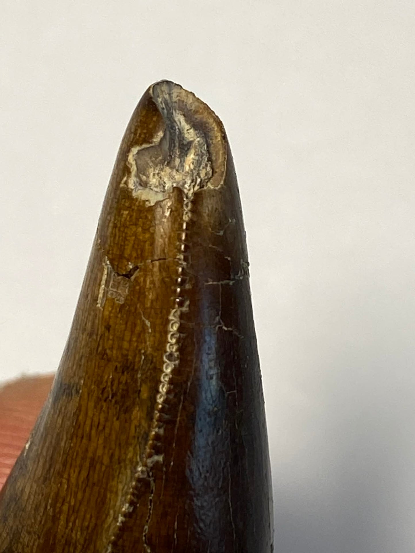 1.5" Tyrannosaur Tooth W/ Cavity (Judith River)