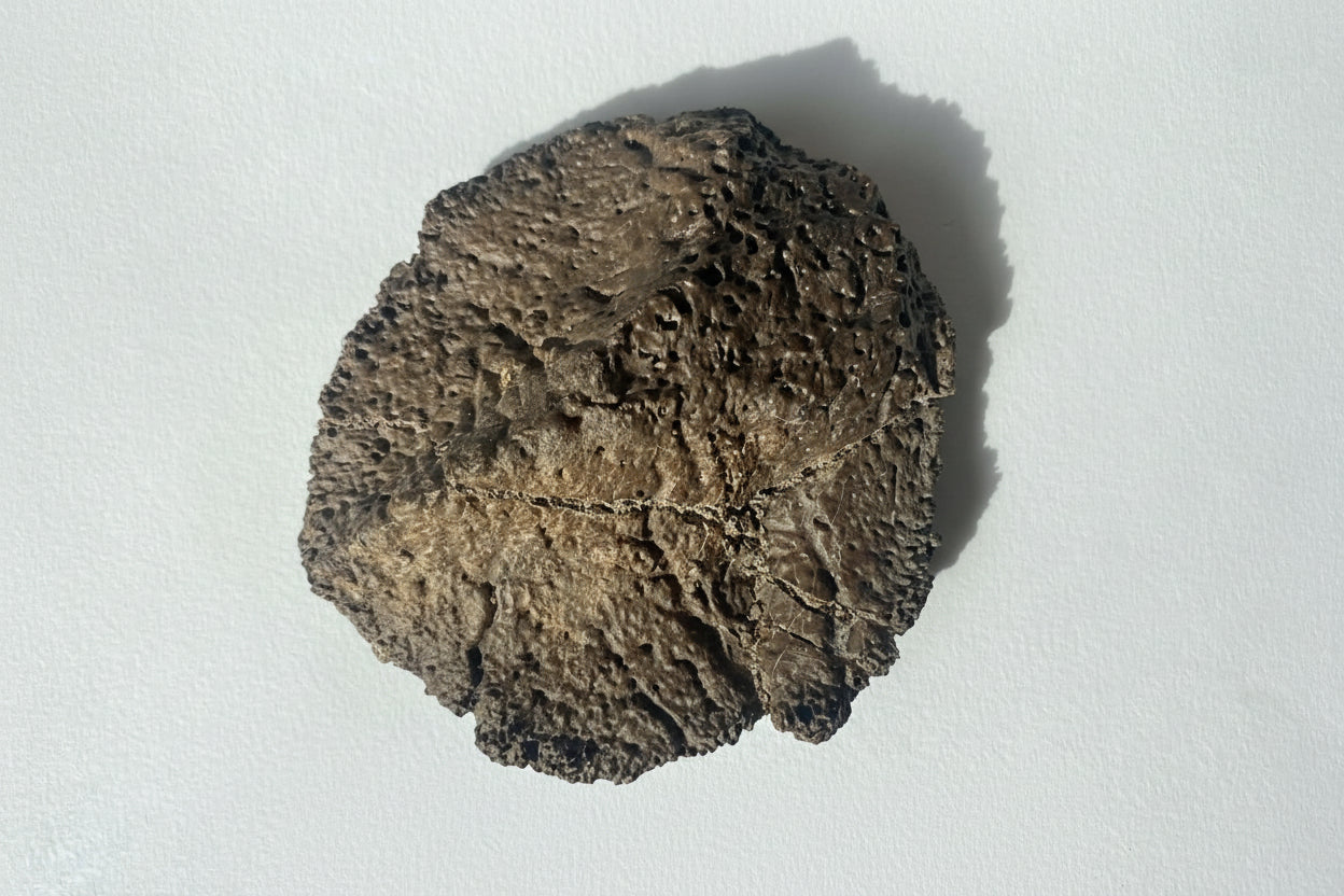 4" Ankylosaurus Scute (Judith River)