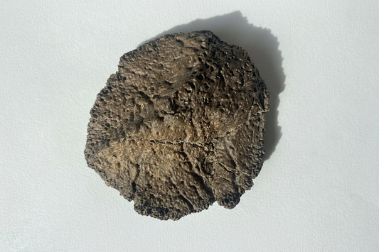 4" Ankylosaurus Scute (Judith River)