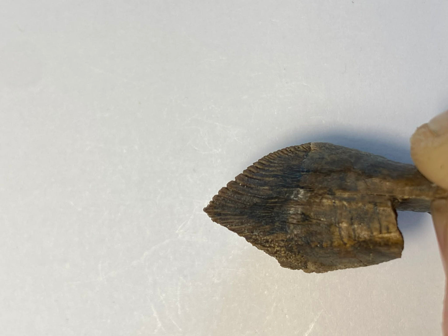 1.06" Ceratopsian Tooth (Judith River)