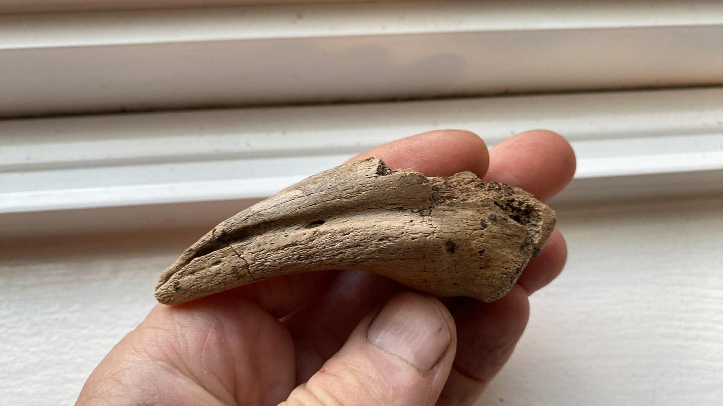 3.9"Tyrannosaurus Claw (Judith River)