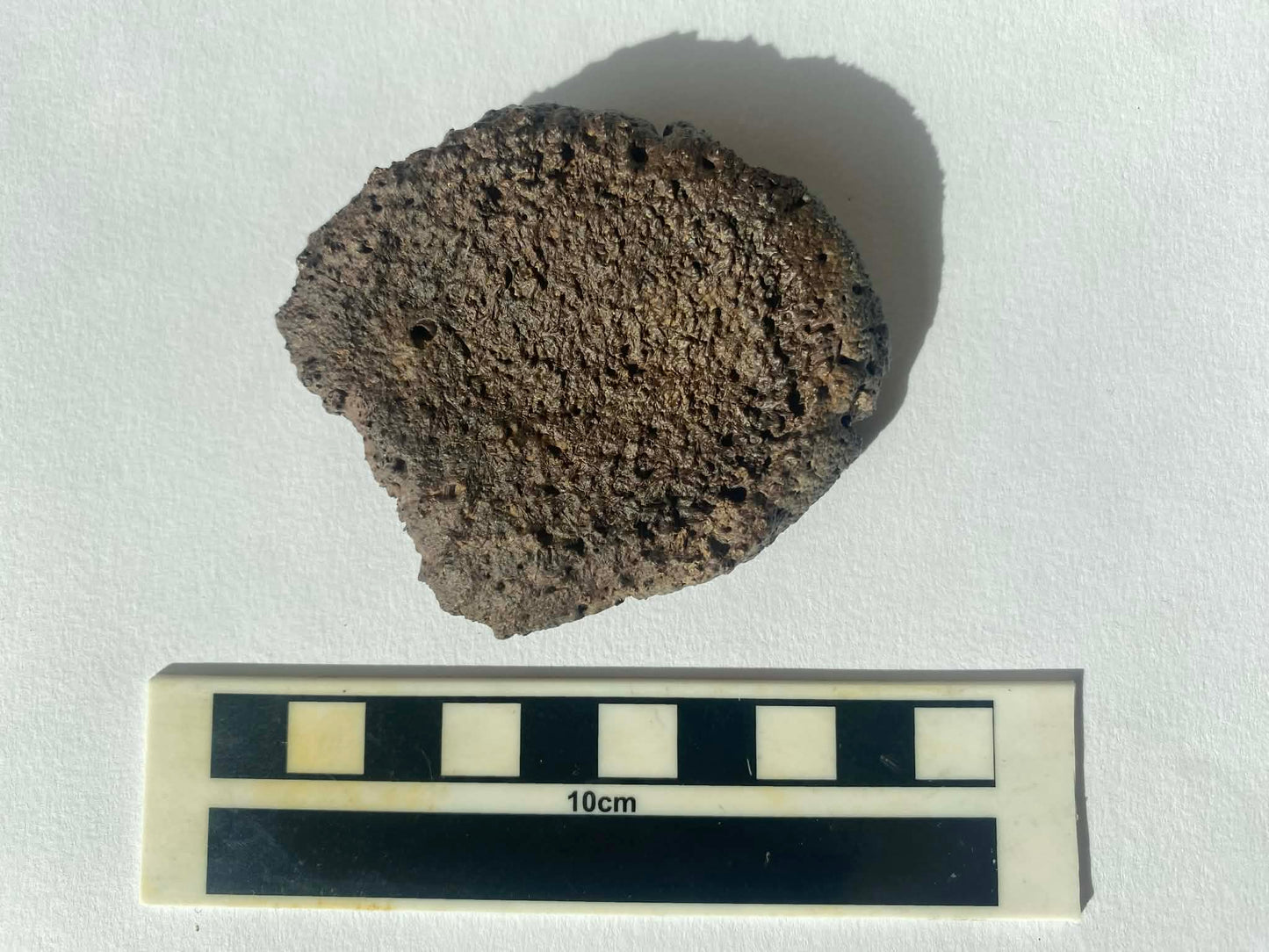 3" Ankylosaurus Scute (Judith River)