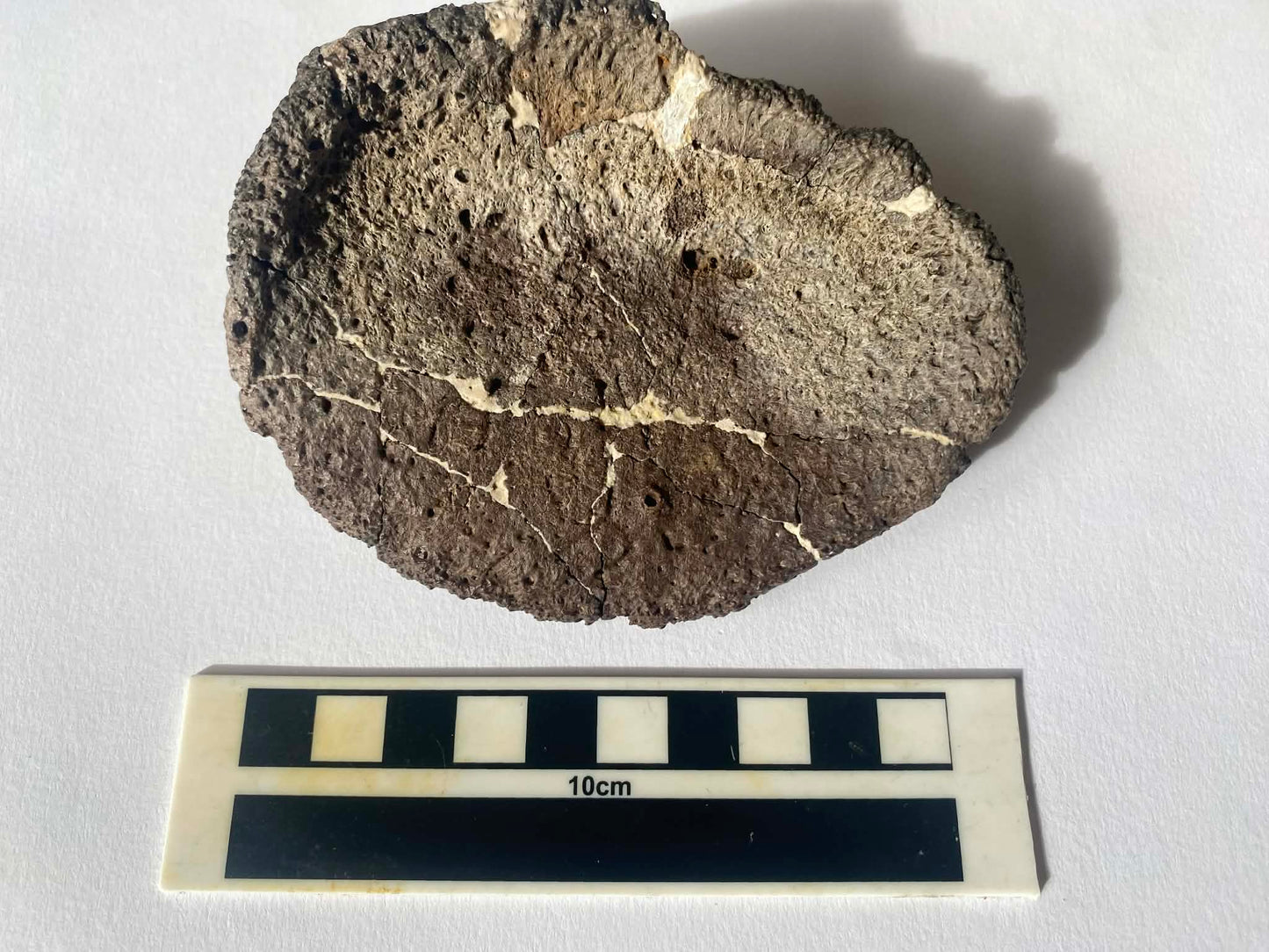4.25" Ankylosaurus Scute (Judith River)