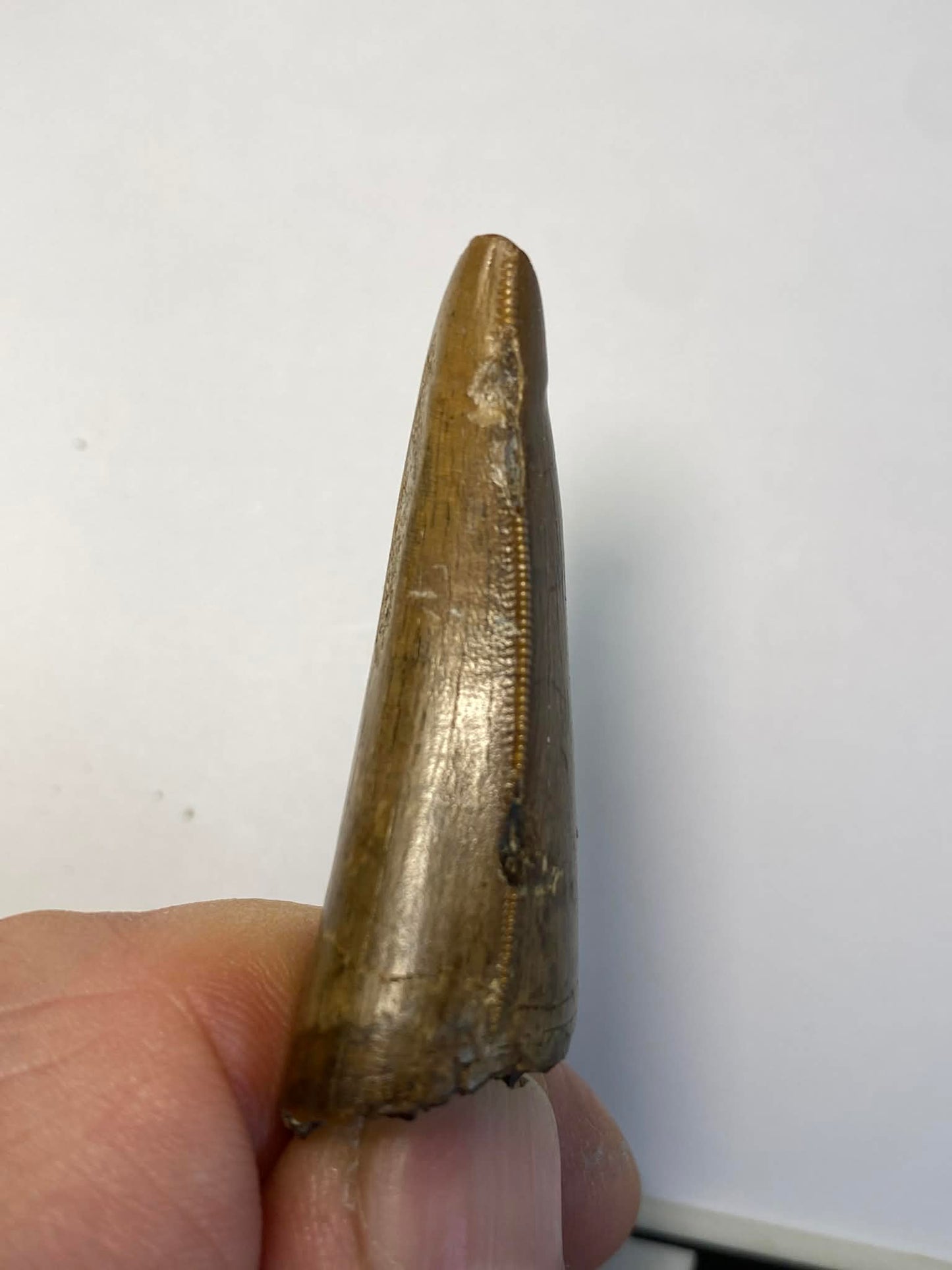 2" Tyrannosaur Tooth (Judith River)