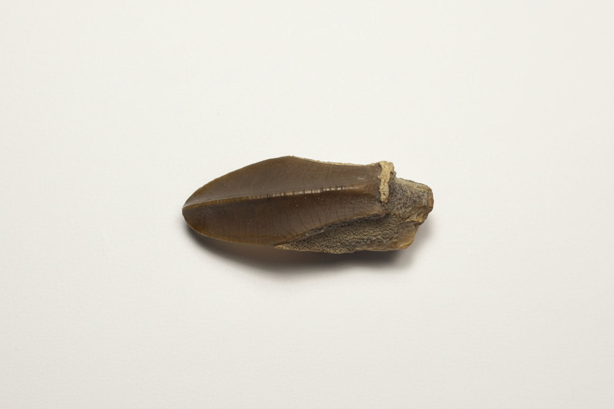 1.375" Hadrosaurus Tooth (Judith River)