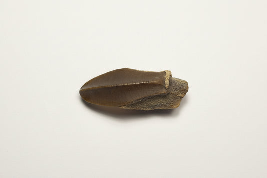 1.375" Hadrosaurus Tooth (Judith River)