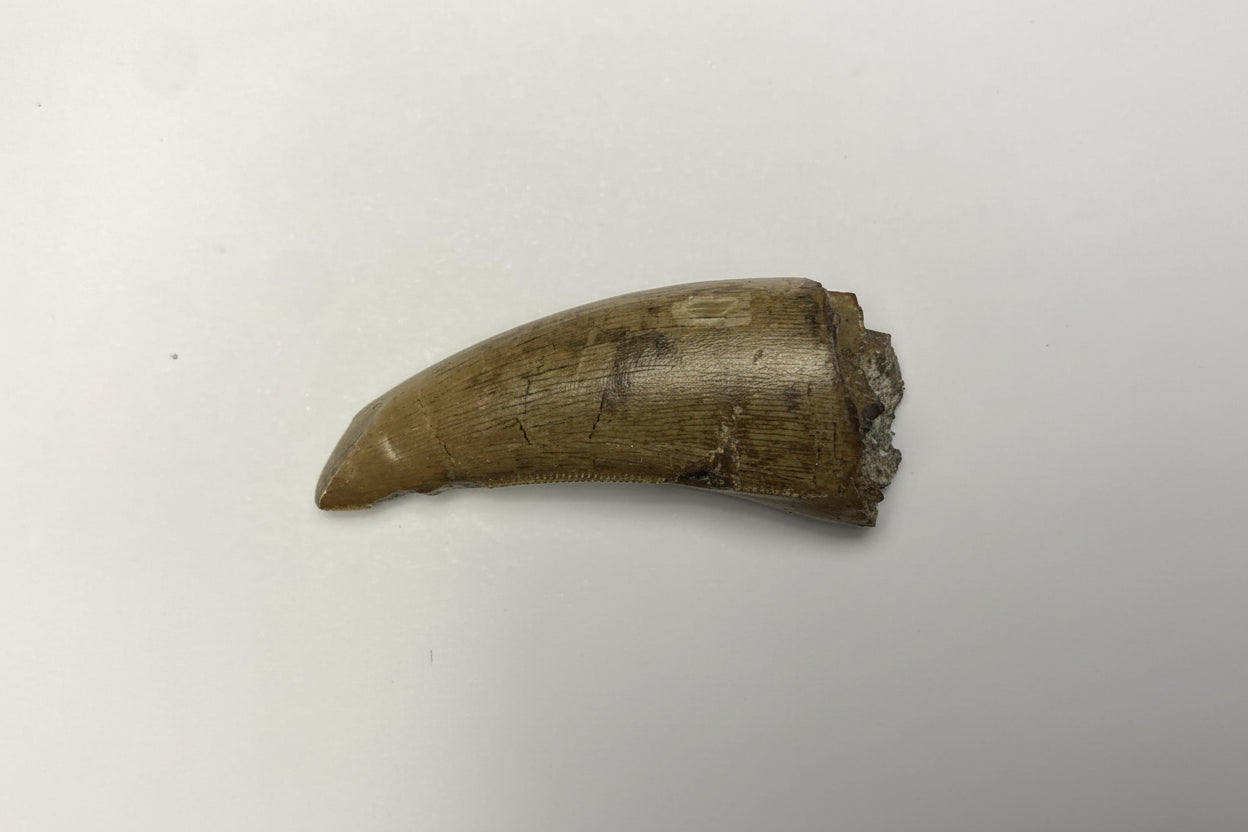 2" Tyrannosaur Tooth (Judith River)
