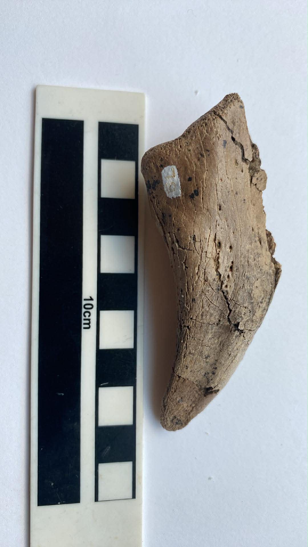 3.9"Tyrannosaurus Claw (Judith River)