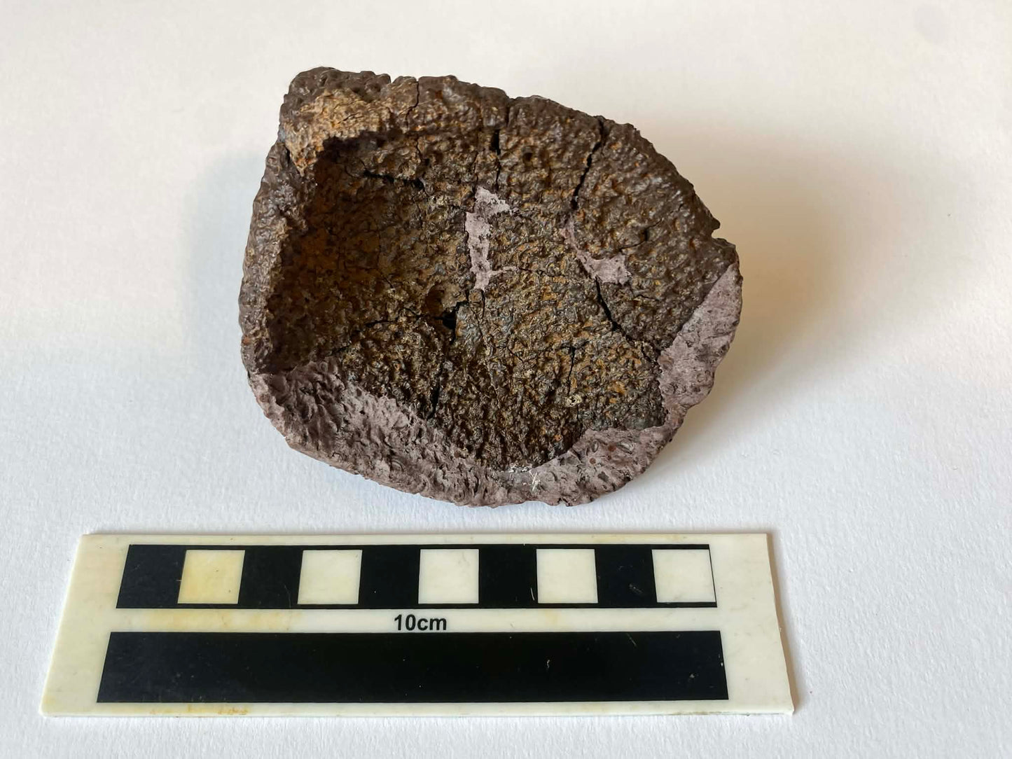 3.5" Ankylosaurus Spiked Scute (Judith River)