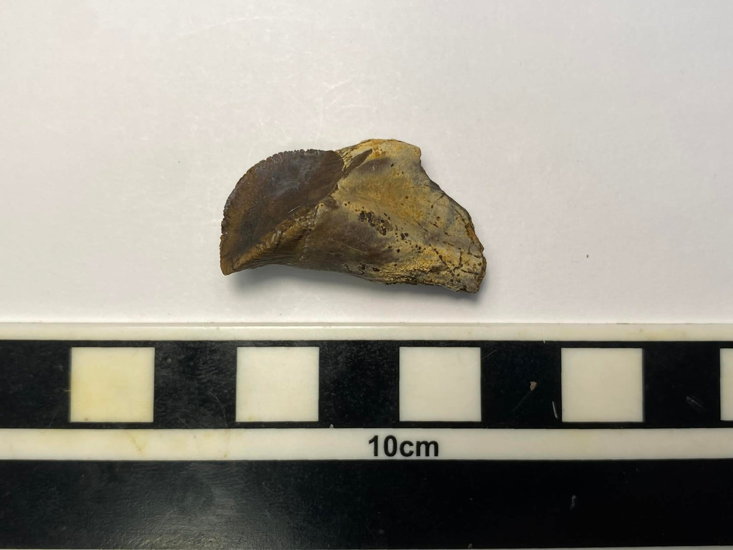 1.25" Ceratopsian Tooth (Judith River)