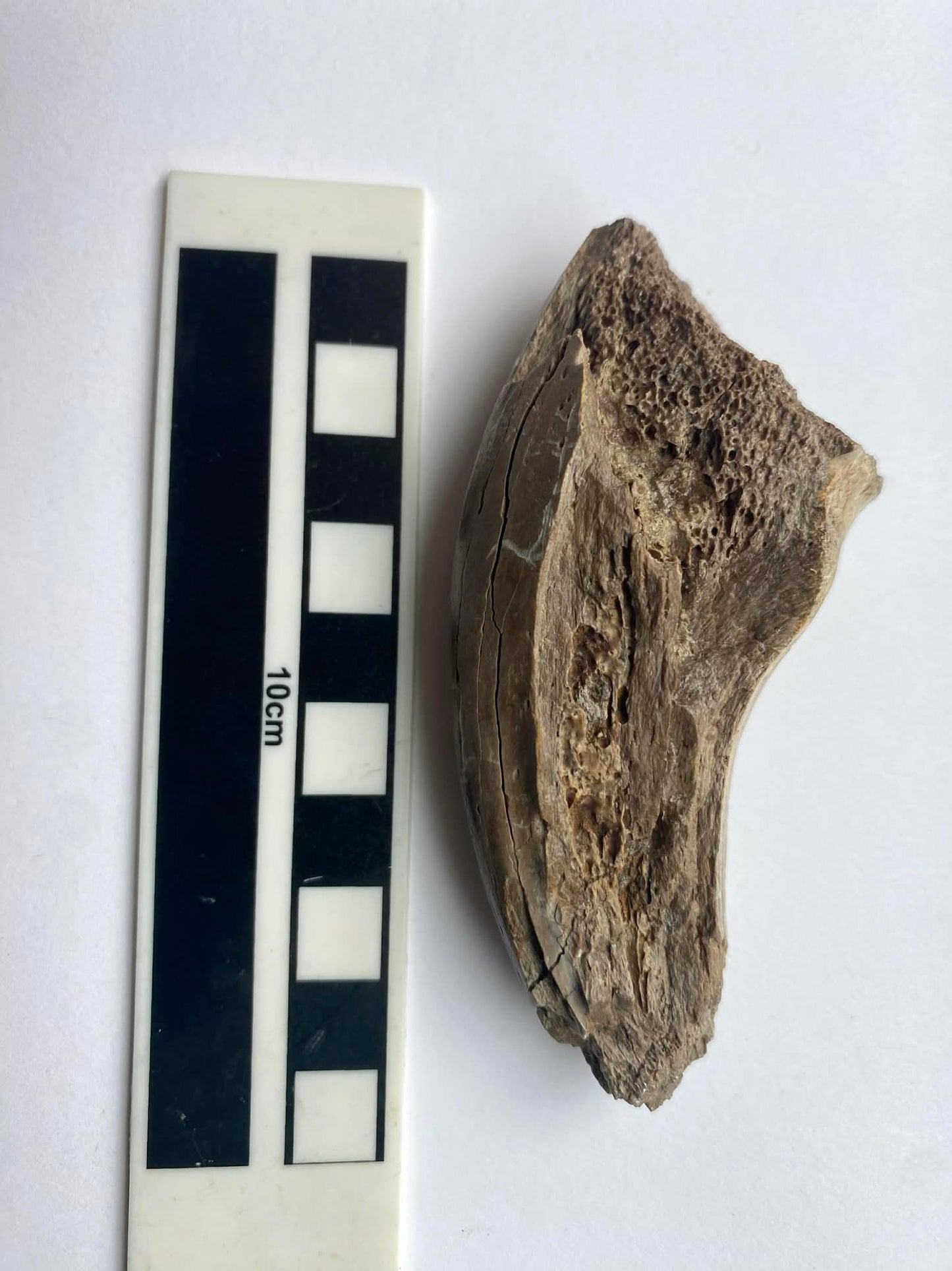 4.2" Tyrannosaurus Toe Claw (Dinosaur Park)