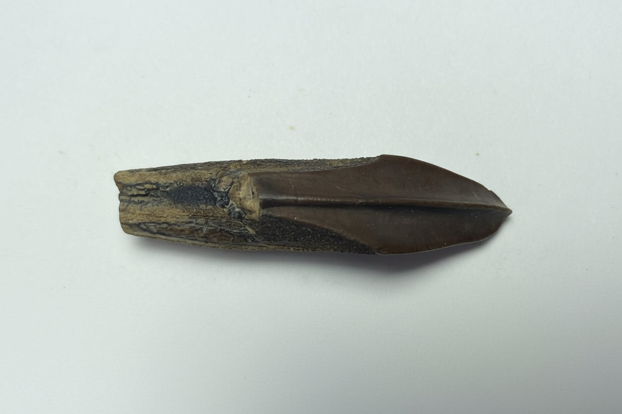2.18" Hadrosaurus Tooth (Judith River)