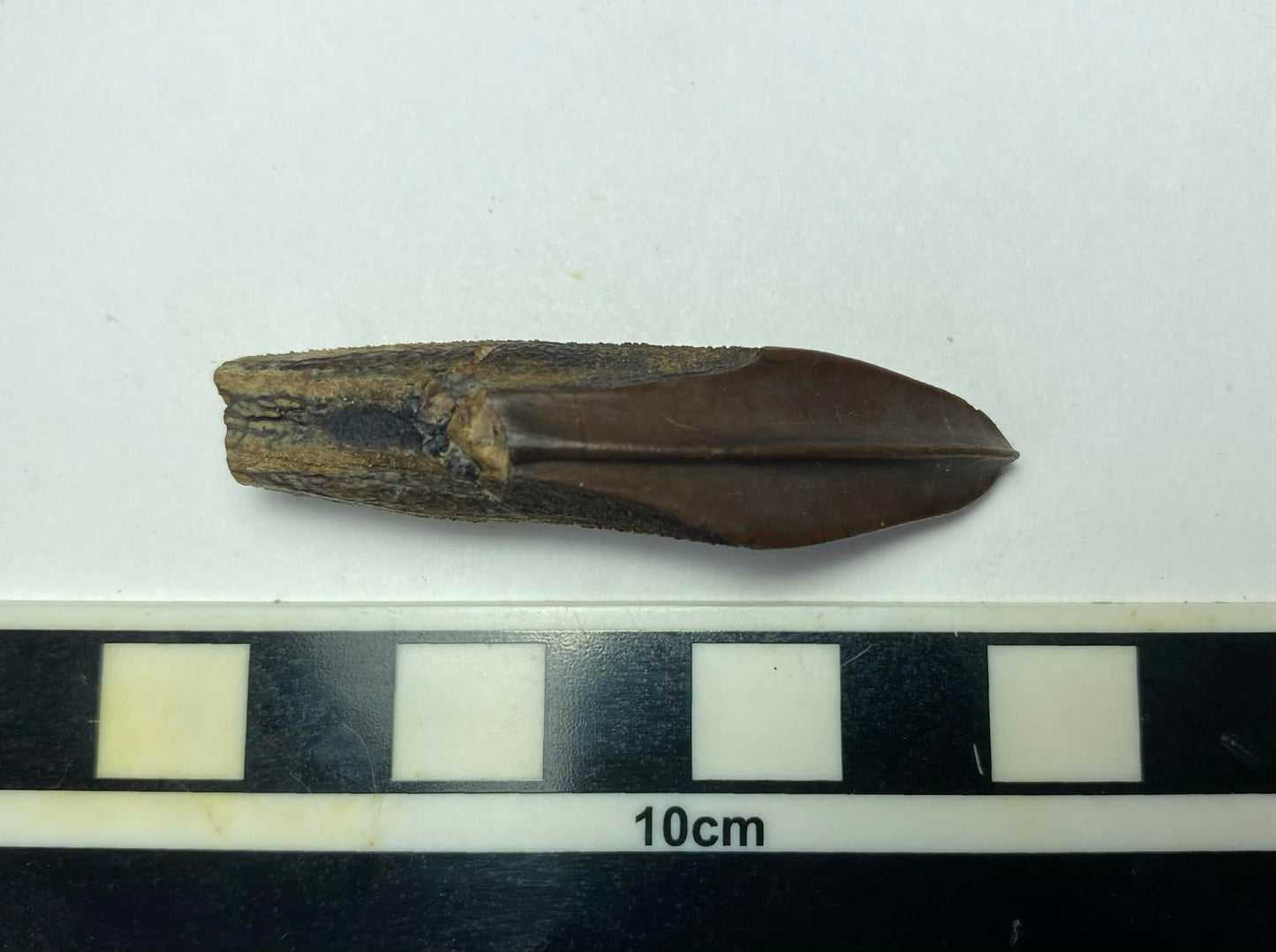 2.18" Hadrosaurus Tooth (Judith River)