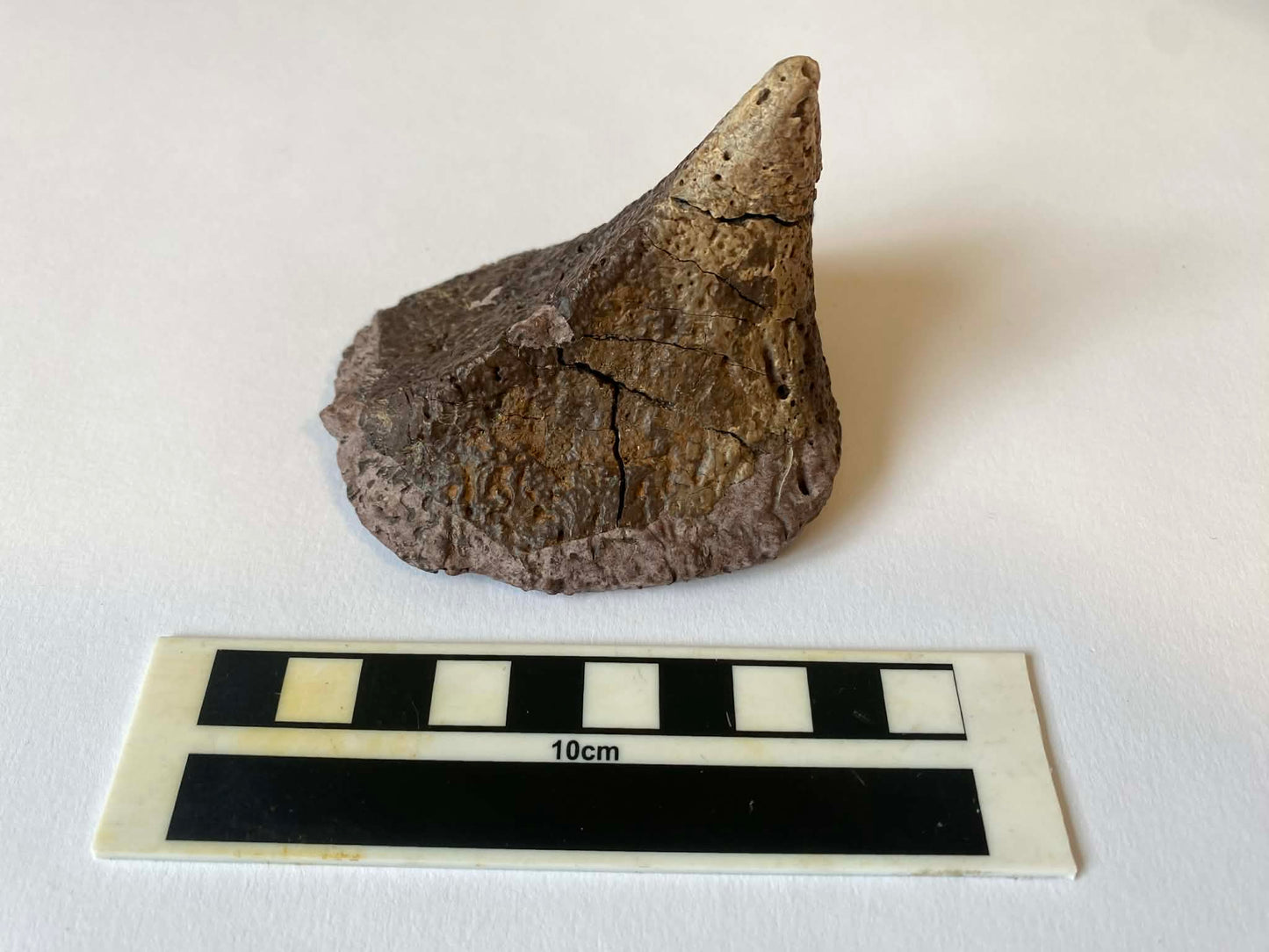 3.5" Ankylosaurus Spiked Scute (Judith River)