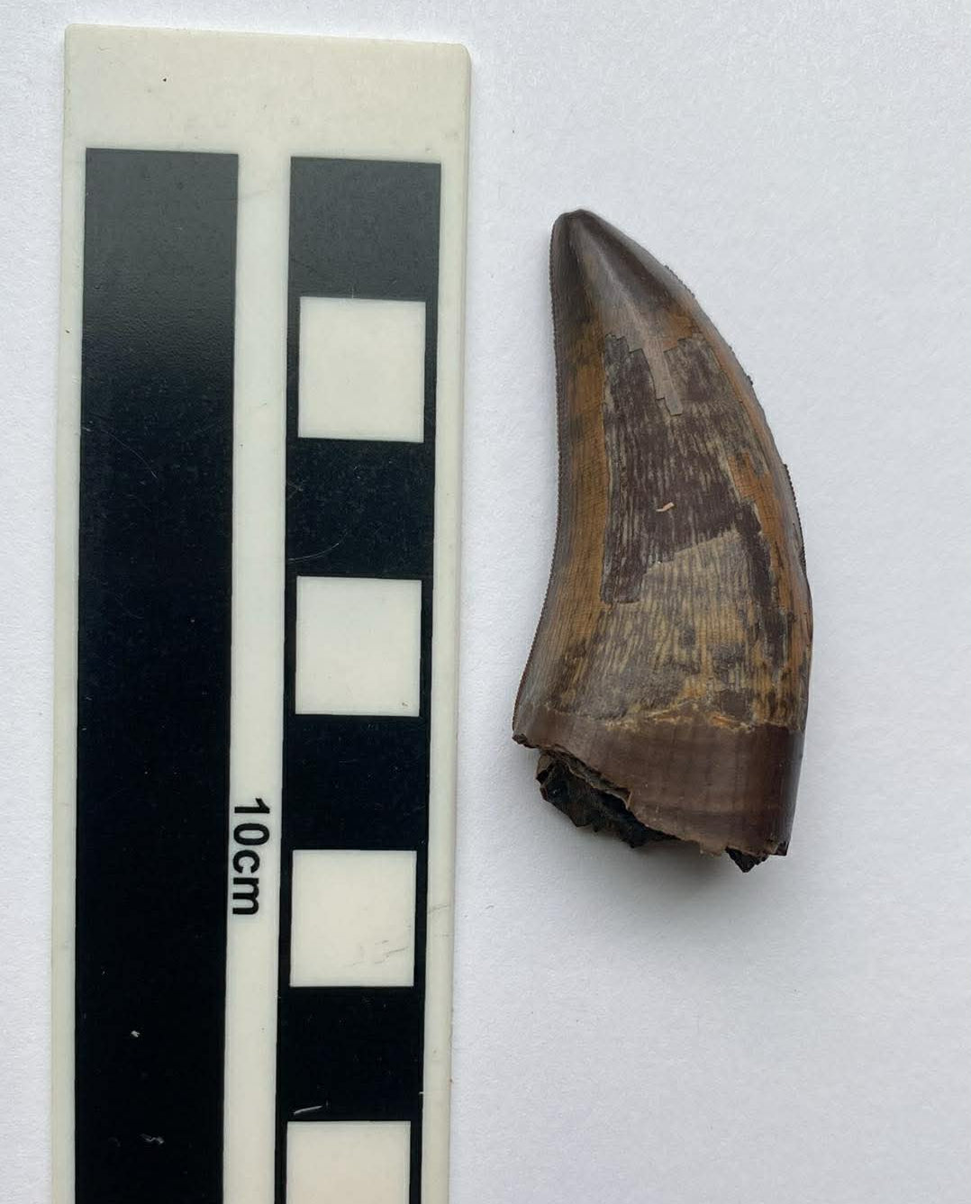 2.01" Tyrannosaurus Tooth (Dinosaur Park)