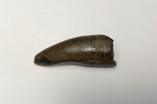 2" Tyrannosaur Tooth (Judith River)