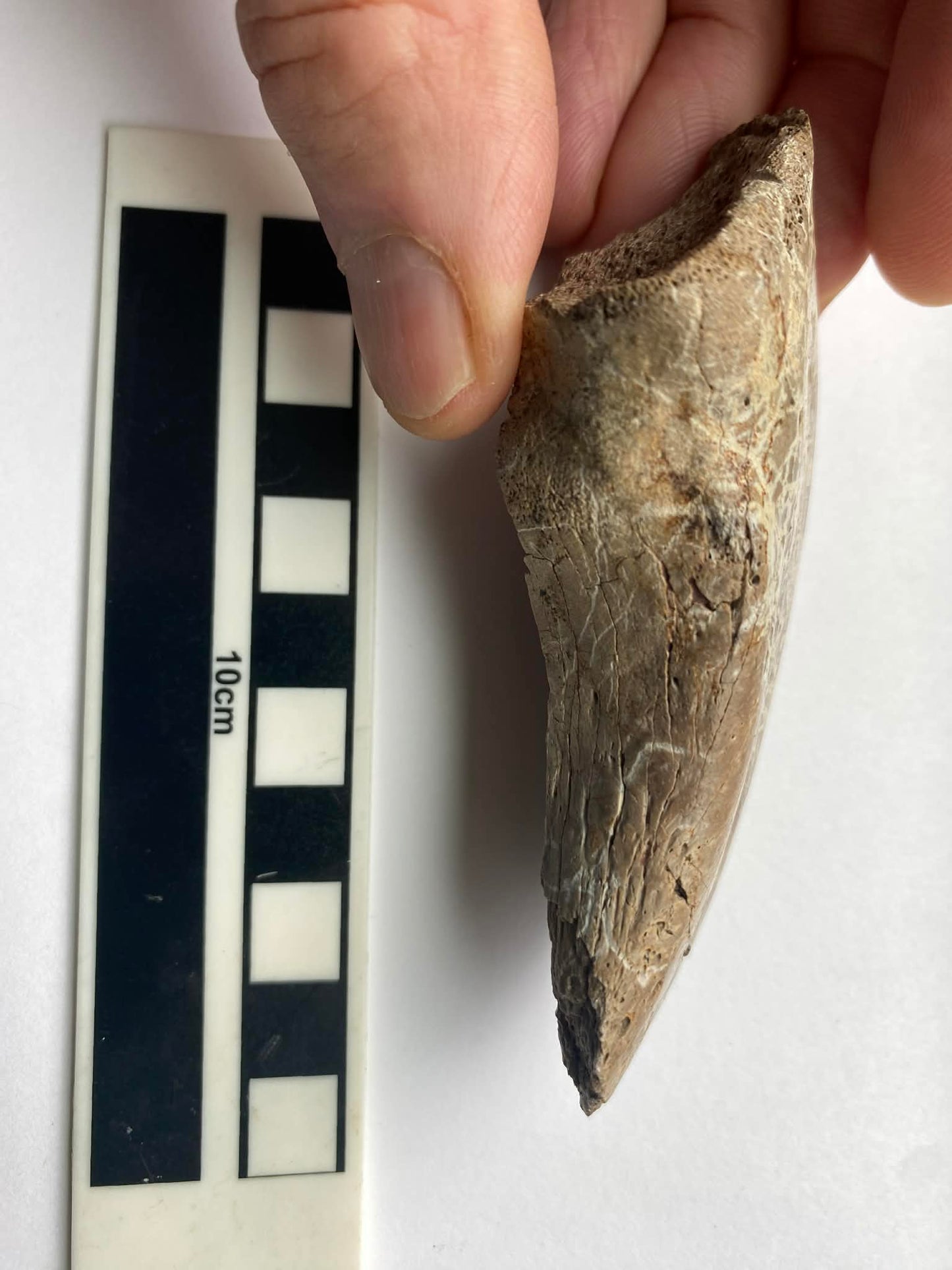 4.2" Tyrannosaurus Toe Claw (Dinosaur Park)