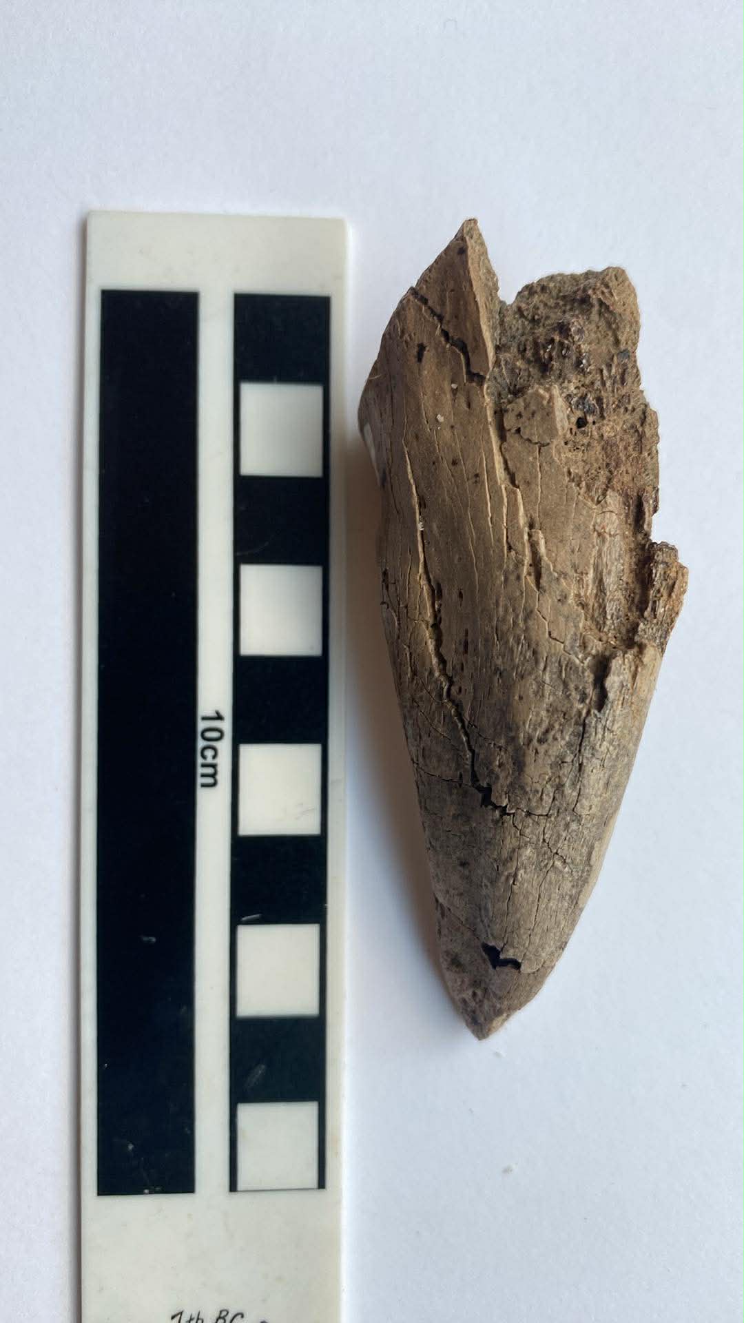 3.9"Tyrannosaurus Claw (Judith River)