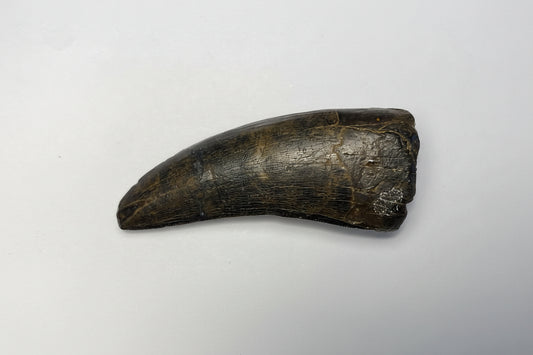 2.5" Tyrannosaurus Tooth (Judith River)